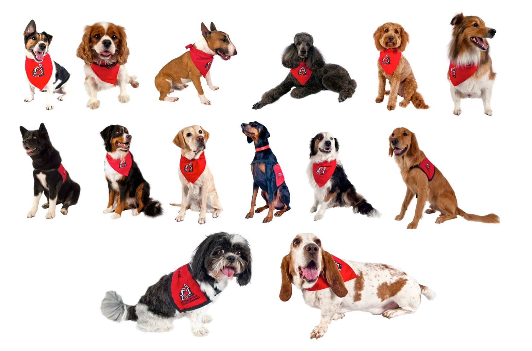 ita_dogs2_1763x1162 Intermountain Therapy Animals